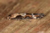 Mompha divisella