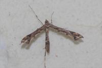 Amblyptilia acanthadactyla
