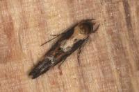 Mompha divisella
