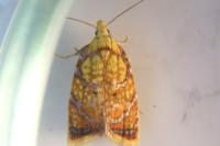 Acleris bergmanniana