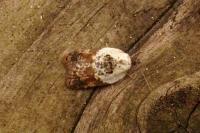Acleris variegana