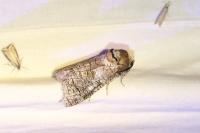 Cossus cossus