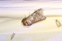 Cossus cossus