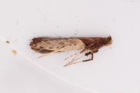 Caloptilia falconipennella