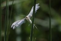 Pterophorus pentadactylus