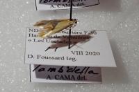 Batia lambdella