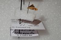 Epicallima formosella