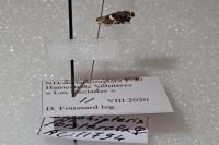Glyphipterix forsterella