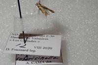 Aristotelia subericinella