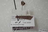 Apatema mediopallidum
