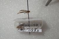 Haplochrois buvati