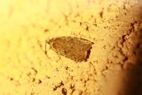 Agonopterix ciliella/heracliana