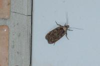 Depressaria radiella