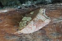 Acleris rhombana