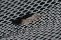 Paraswammerdamia albicapitella