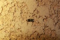 Oegoconia