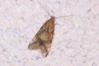 Brachmia blandella
