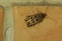 Bryotropha