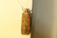 Bryotropha