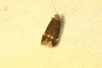 Oxypteryx atrella