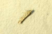 Scrobipalpa ocellatella