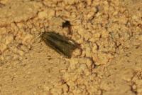 Mirificarma mulinella