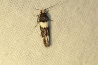 Recurvaria leucatella