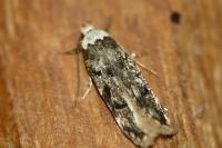 Endrosis sarcitrella