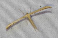 Emmelina monodactyla