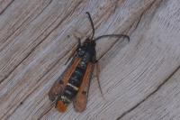 Pyropteron chrysidiforme