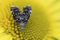 Prochoreutis myllerana