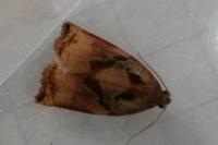 Archips podana