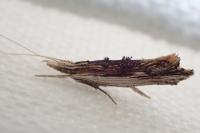 Ypsolopha scabrella