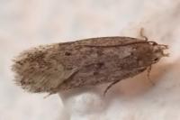 Bryotropha