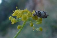 Epinotia thapsiana