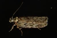Depressaria
