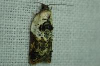 Acleris variegana