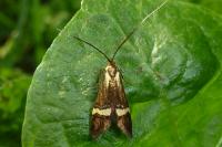 Nemophora degeerella