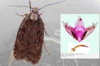 Depressaria douglasella