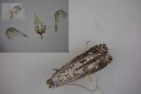 Parornix betulae
