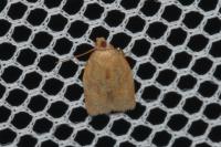 Clepsis consimilana