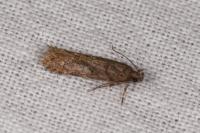 Teleiopsis