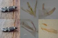Oegoconia novimundi