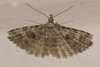 Alucita hexadactyla