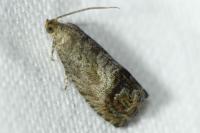 Cydia splendana