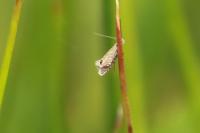 Glyphipterix thrasonella