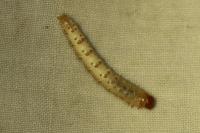 Hepialus humuli