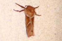Triodia sylvina