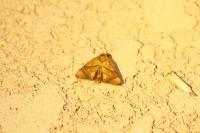 Apoda limacodes