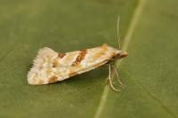 Aethes smeathmanniana